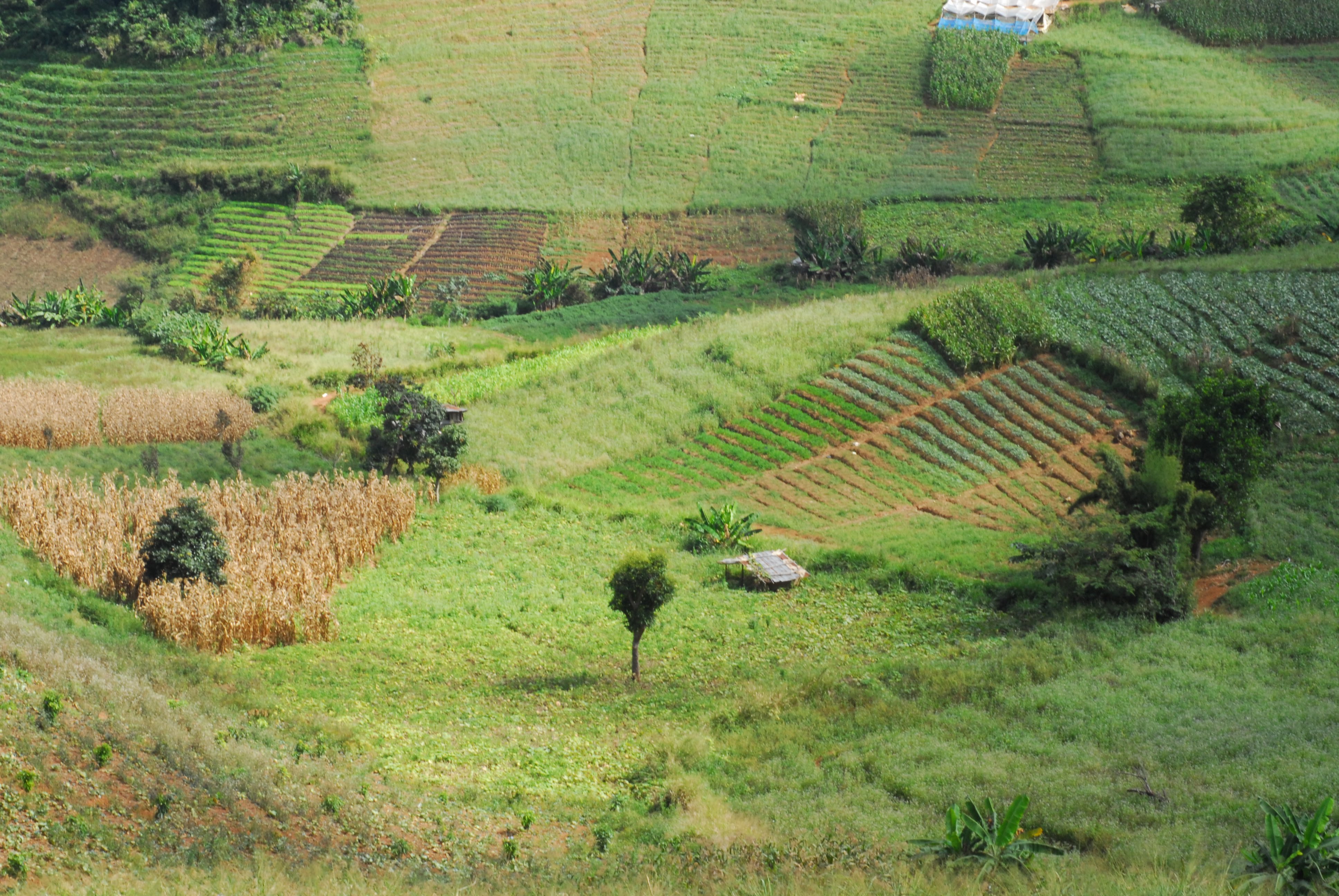 Rolling terraced खेतs and patchwork fields with green crops, a few trees, and small farm structures on a hillside.