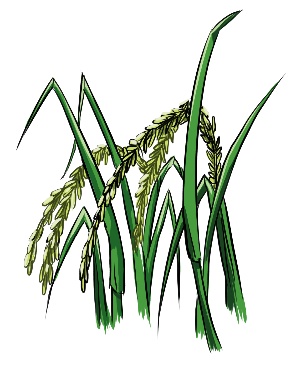 Stylized green rice plant with drooping grain heads and long leaves on a black background.