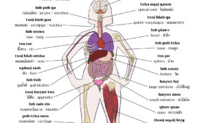 Labeled diagram of the human body showing major organs, bones, muscles, and organs with multilingual annotations in Hmong and Thai.
