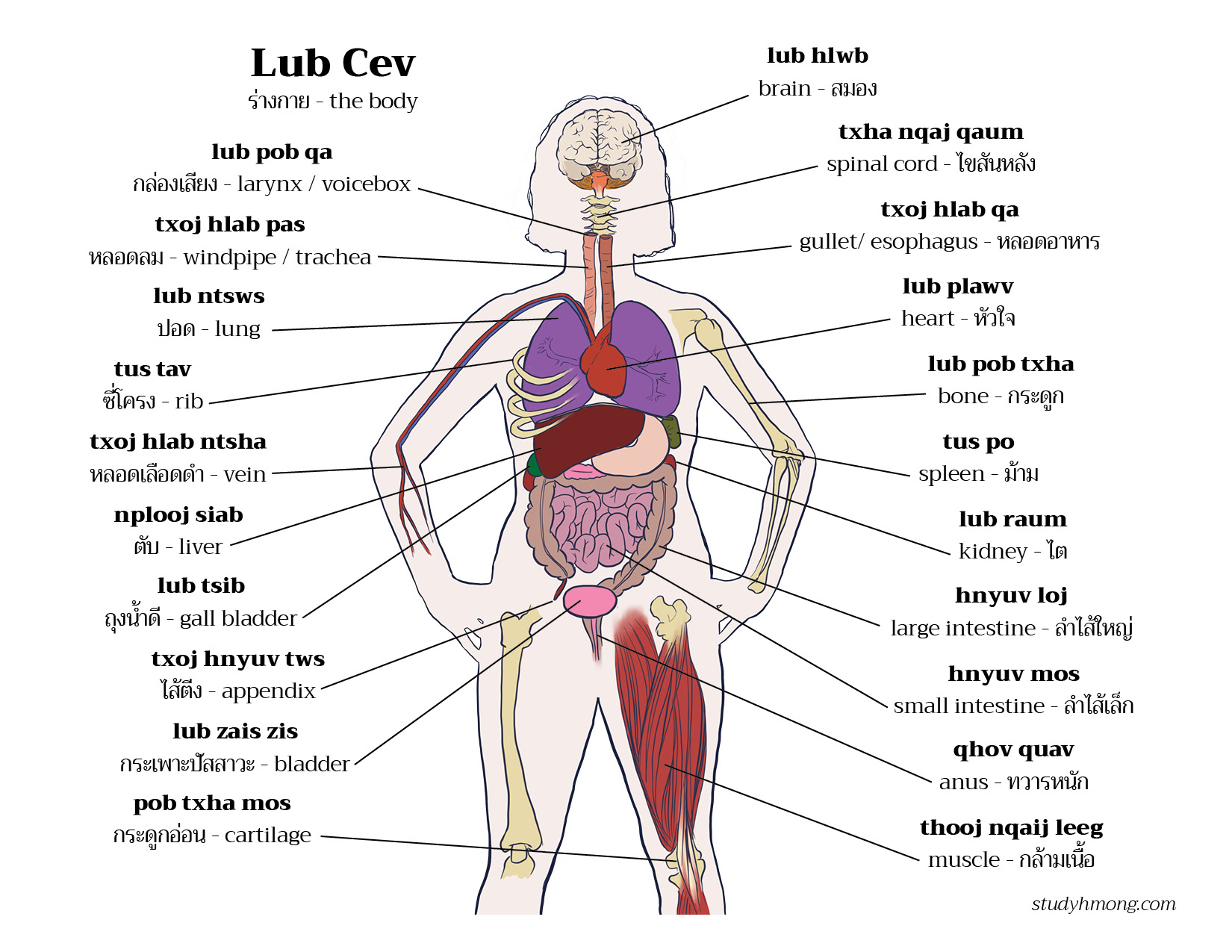 Vocab | Study Hmong