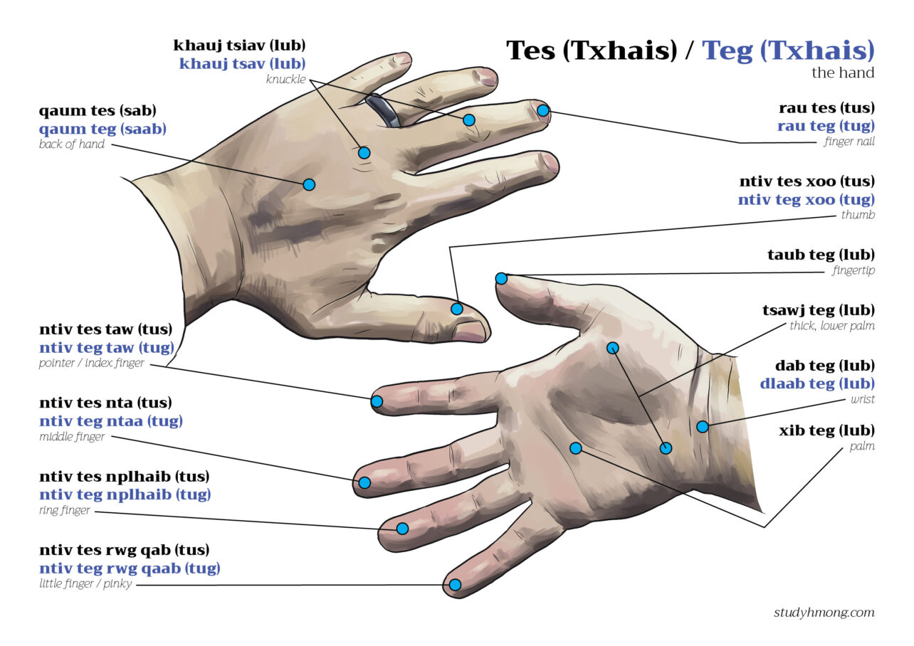 Diagram labeling parts of the hand in Hmong, with two illustrated hands and callouts for fingers, palm, wrist, knuckles, and fingernails.