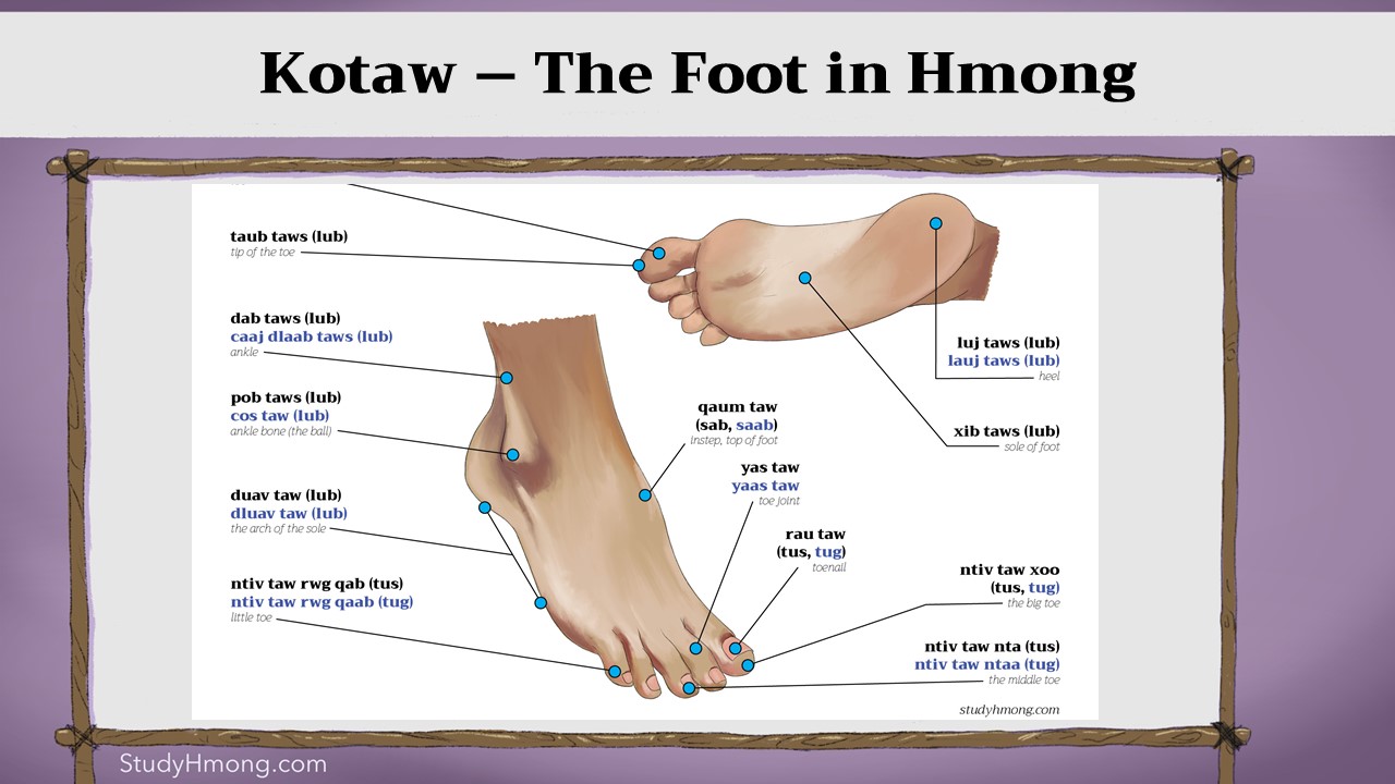 Annotated diagram of a human foot labeled in Hmong with arrows pointing to the toes, arch, instep, heel, and sole.