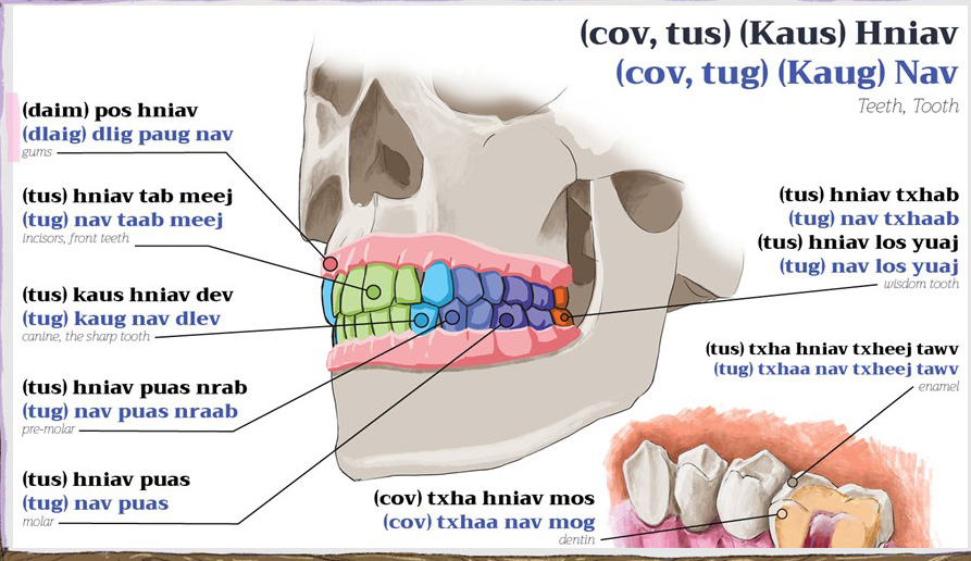 Diagram of a human jaw with labeled teeth and arrows pointing to incisors, canines, premolars, molars, enamel, and dentin in Hmong and English.