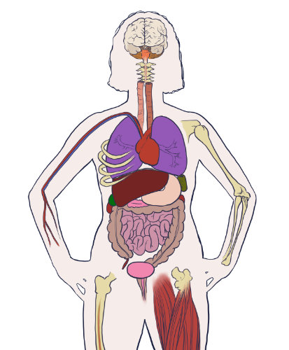Illustrated human body showing internal organs, bones, brain, and major muscles in a front-facing outline.