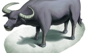 a southeast asian water buffalo, in Hmong it is called 'twm'