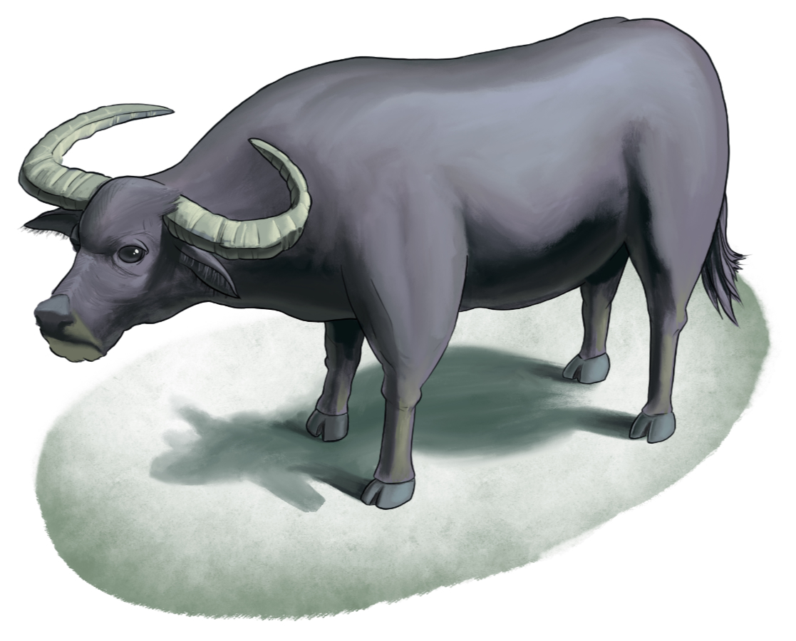 a southeast asian water buffalo, in Hmong it is called 'twm'